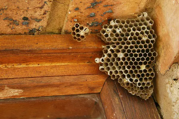 wasp nest